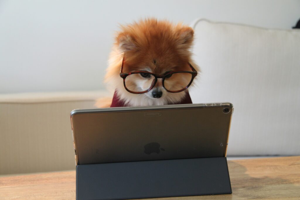 Cookie the Pom dog with glasses on concocting a 2024 corporate learning strategy on a laptop. Photo by Cookie the Pom on Unsplash